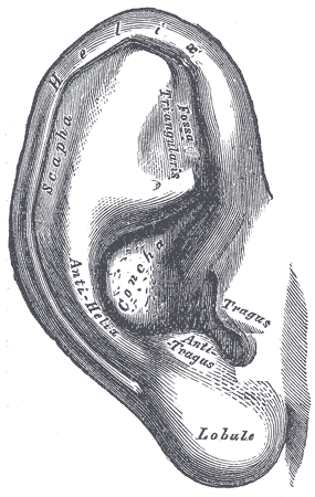 Gray's Anatomy plate 904: the auricula (pinna), lateral surface.