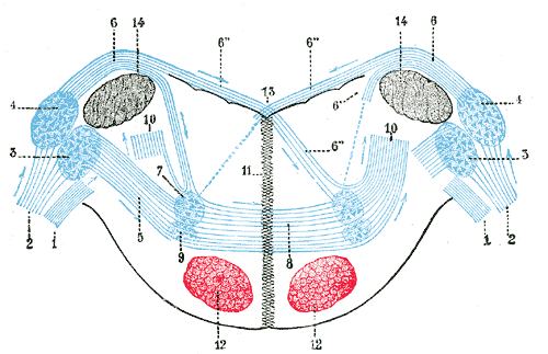 Gray's Anatomy plate 760: terminal nuclei of the cochlear nerve, with their upper connections.