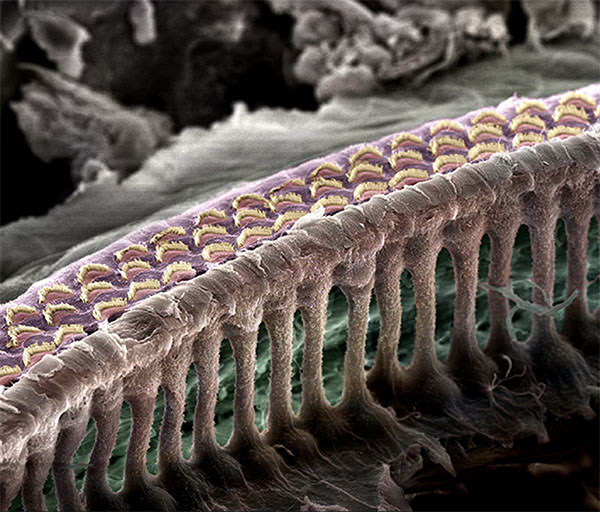 Colorized scanning electron micrograph of hair-cell bundles in the mouse cochlea.